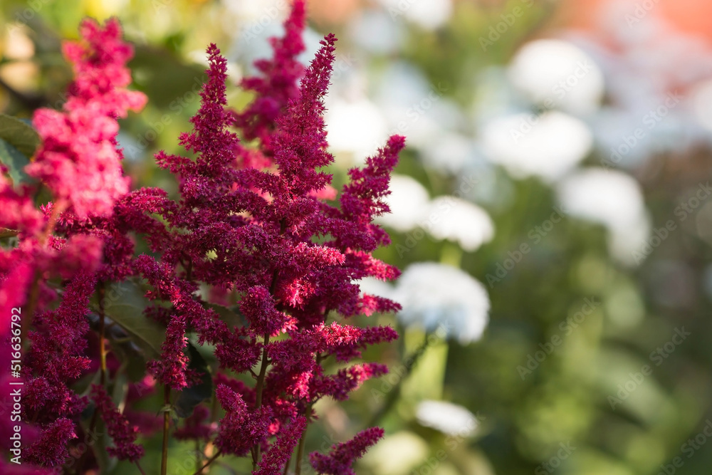 Summer border or background with a pink flower. Beautiful nature scene with a blooming tree. Beautiful, healthy astilba, blooming in shades of pink. Summer border or background with a pink flower. Beautiful nature scene with a blooming tree. Beautiful, healthy astilba, blooming in shades of pink.