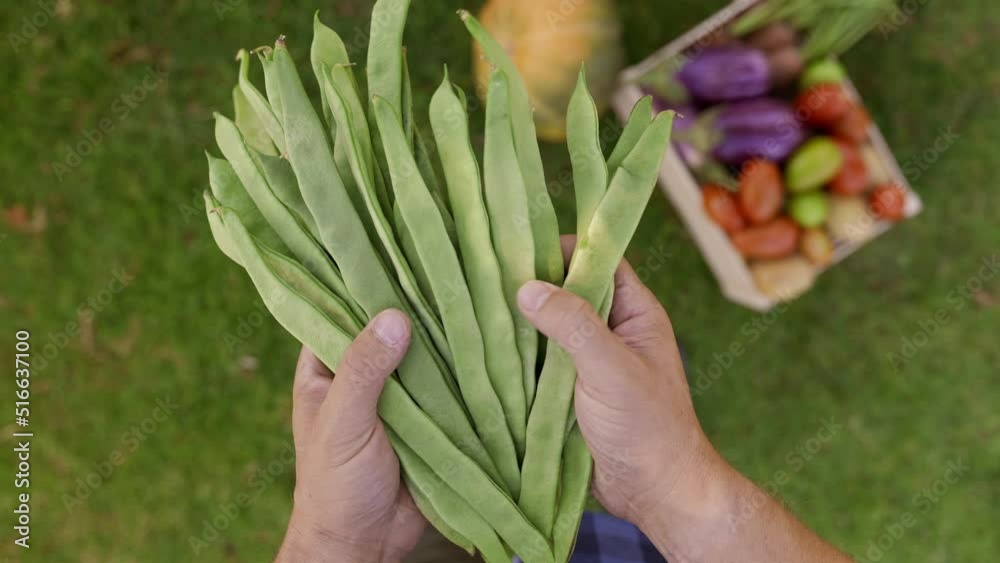 The farmer's hand carefully chooses pole beans. Organic farming. Prepare the vegetables for sale.
