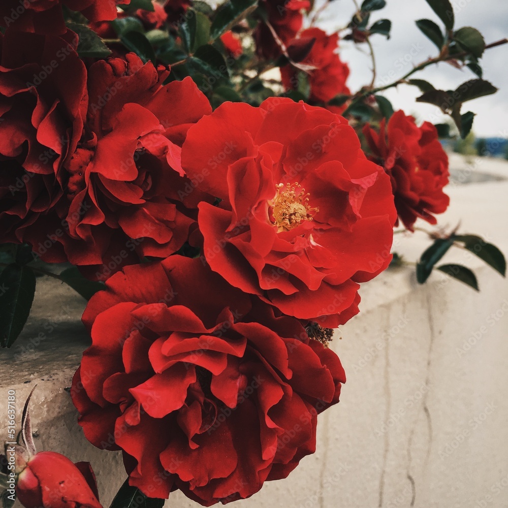 Naklejka premium Red Roses