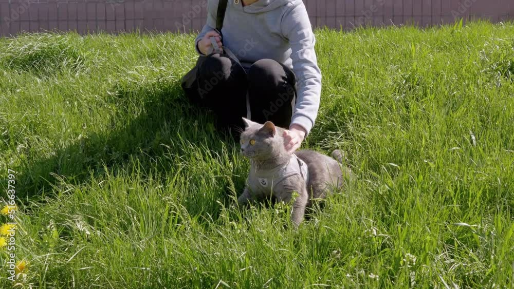 Female Walking a Fat Gray British Cat on a Leash in the Open Air in Thick Grass. Pets walking. A large cat sits in green grass, sniffs dandelions, breathes fresh air in the sun. Nature. Springtime. Female Walking a Fat Gray British Cat on a Leash in the Open Air in Thick Grass. Pets walking. A large cat sits in green grass, sniffs dandelions, breathes fresh air in the sun. Nature. Springtime.