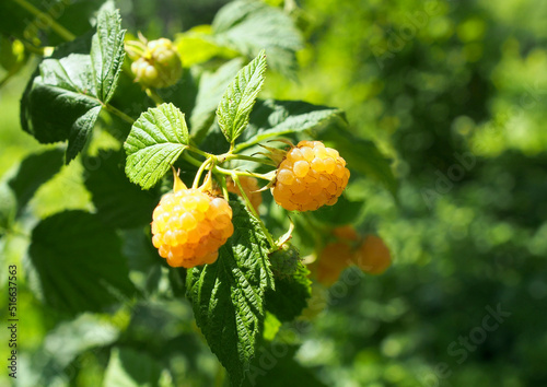 Ripe yellow raspberries on a bush in the garden
