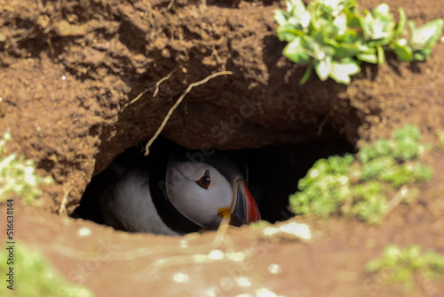 puffin in a nest burrow