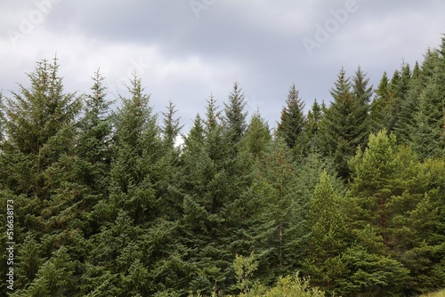Spruce forest in Ulstein, Norway