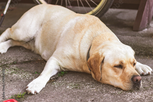 Przysypiający i odpoczywający labrador na betonie. © Miosz