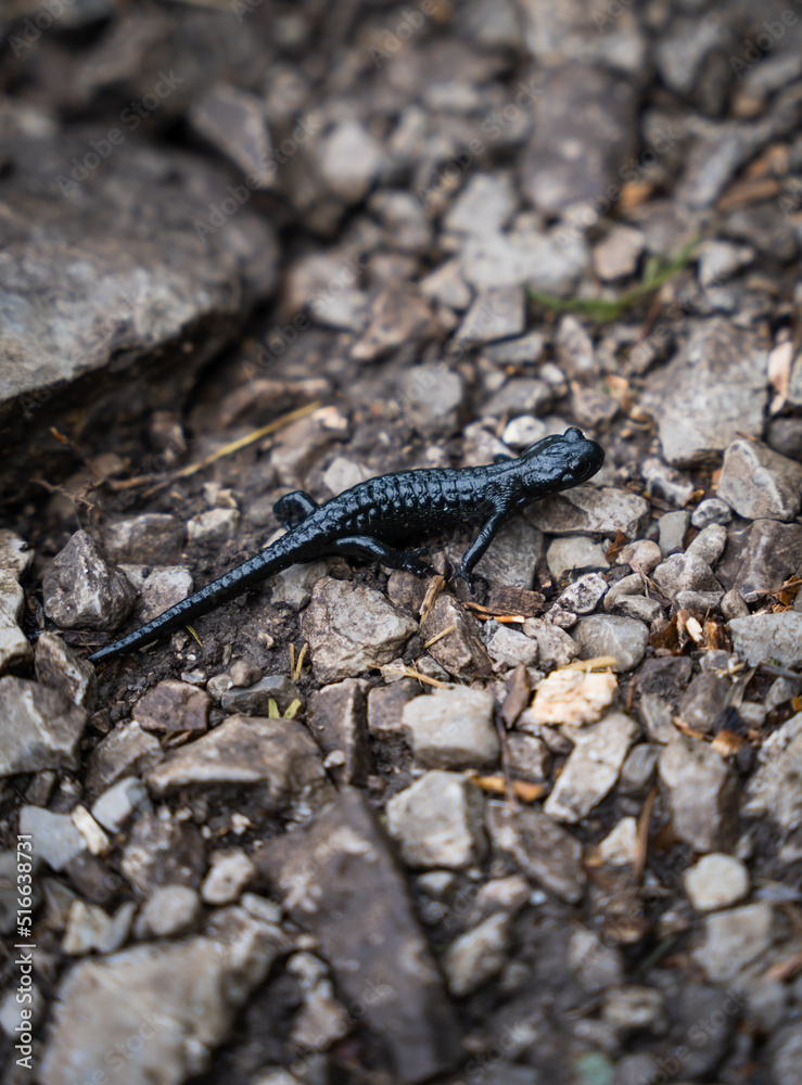 Alpine salamander on a rocky path in the mountains II Alpine salamander on a rocky path in the mountains II