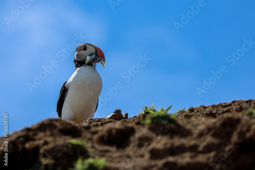 puffin with fish in it's mouth photo