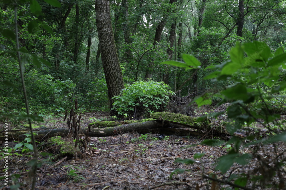 Obraz premium Wet foliage in a rainy forest