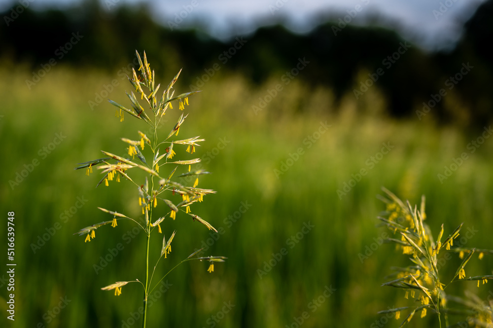 Tall fescue with spikelets in an open pasture. Tall fescue with spikelets in an open pasture.