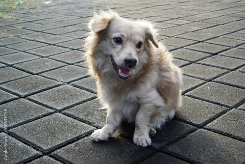 Cute dog playing in front of the camera