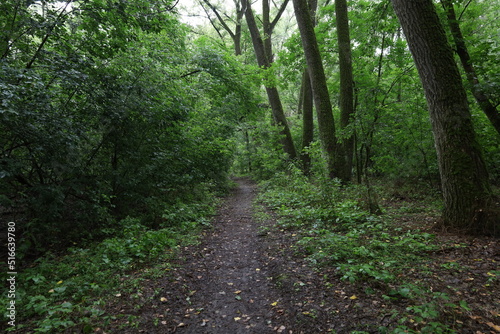 Path in the summer rainy forest