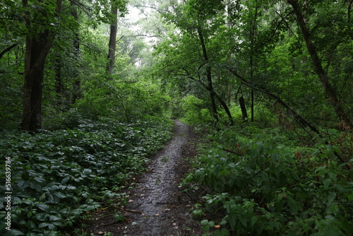 Path in the summer rainy forest