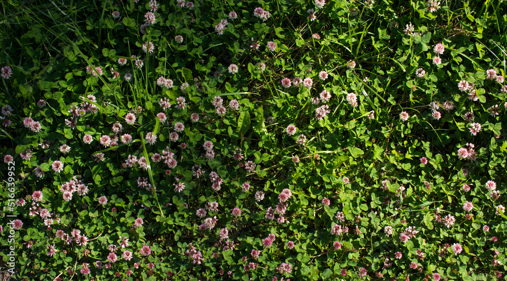 The flowers of clover blooming in a garden.