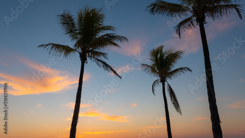Silhouette of coconut palm trees at dusk. © Nancy Pauwels