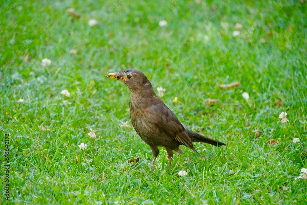 Amsel