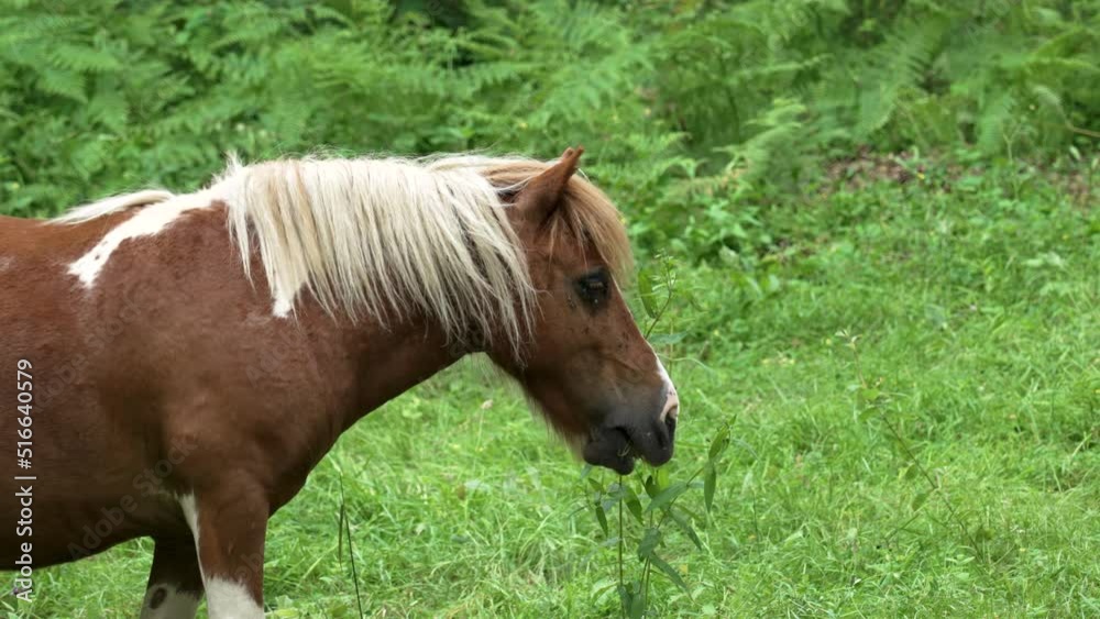 The horse eats green grass in the meadow close-up. Brown stallion in the pasture. She is bothered by a lot of midges and flies The horse eats green grass in the meadow close-up. Brown stallion in the pasture. She is bothered by a lot of midges and flies