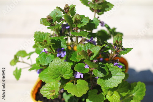 Bluszczyk kurdybanek Glechoma hederacea photo