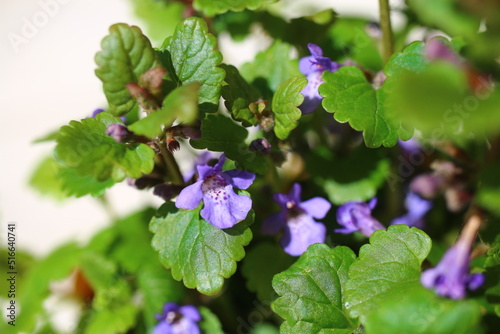 Bluszczyk kurdybanek Glechoma hederacea photo