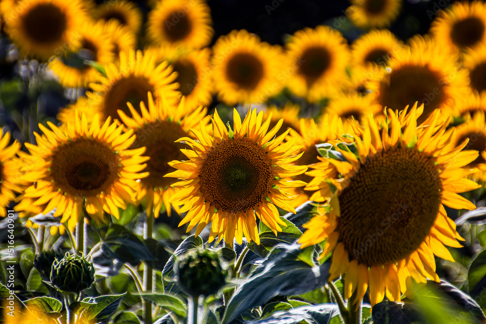 Beautiful yellow sunflowers in a field in summer Beautiful yellow sunflowers in a field in summer