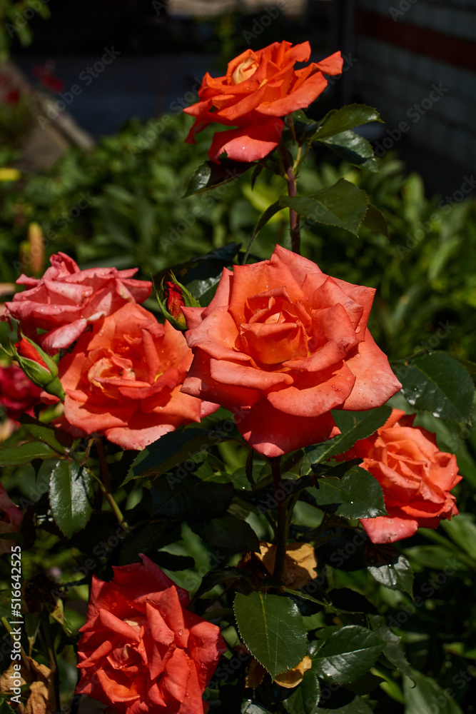 Beautiful red roses in the garden after the rain. Summer. Beautiful red roses in the garden after the rain. Summer.
