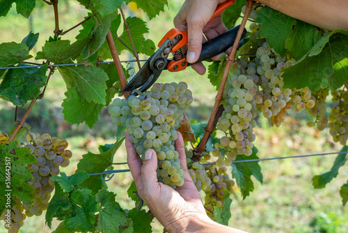 The vintner harvests the grapes. White grapes in the hands of the winegrower in the vineyard. Rich harvest, Hungary