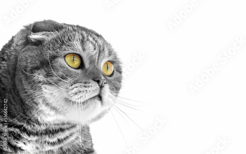 Portrait of a striped cat on a light background.