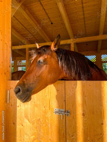 Photos horse in his new stable in La Ferme La Gavotte, Geneva, Switzerland