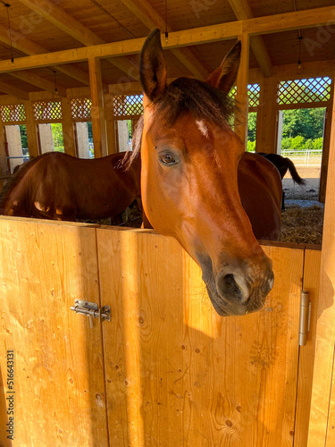 Tableau sur toile horse in his new stable in La Ferme La Gavotte, Geneva, Switzerland