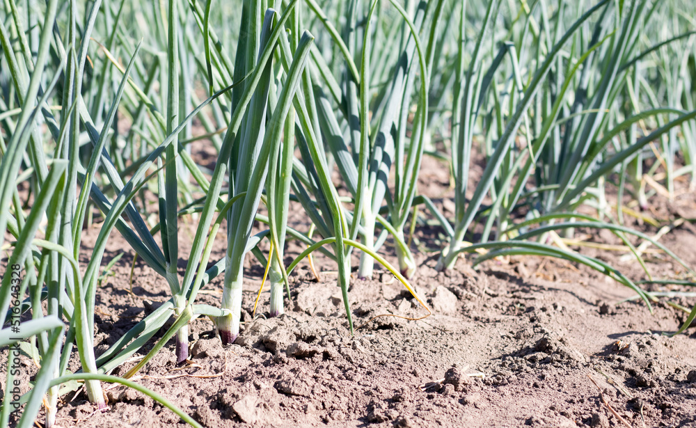 View of a field with ripening green onions. Onion field. Onion ripe plants growing in the field, close-up. Field onion ripening in spring. Agricultural landscape. Growing green onions in the garden.