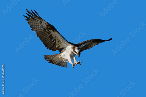 Osprey  Pandion haliaetus 