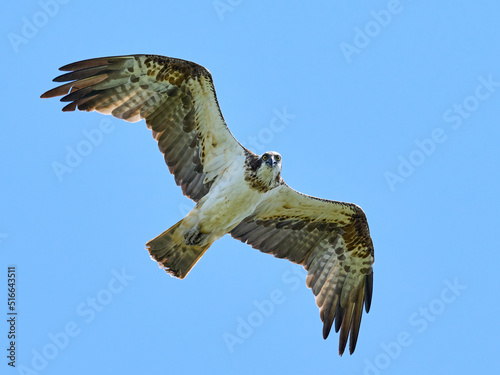 Osprey (Pandion haliaetus)