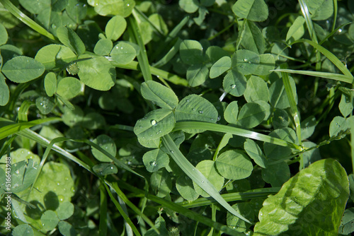 Wallpaper Mural Dew in a clover meadow Torontodigital.ca