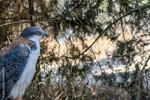 Geranoaetus polyosoma or buteo polyosoma, is a species of accipitriforme bird in the family Accipitridae photo