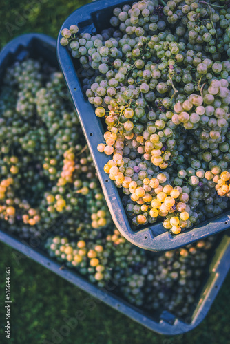 Green vine grapes. Grapes for making wine in the harvesting crate.