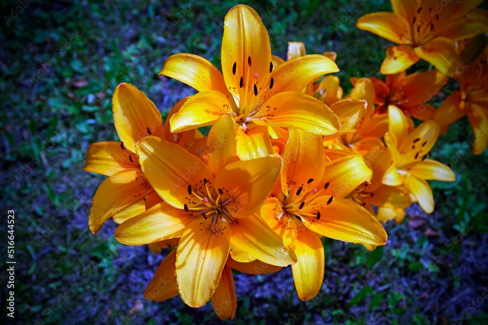 Obraz premium Flowers in the garden. Large orange lilies. Top down view