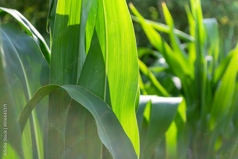 Fototapeta premium Green leaves of corn in the field illuminated by the sun.