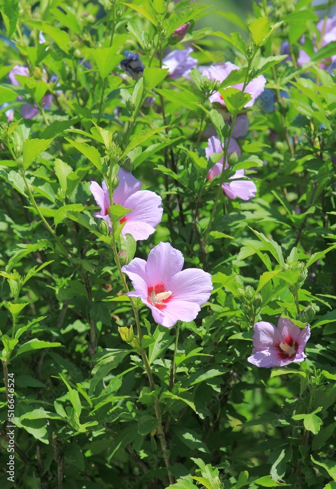 Pink Hibiscus syriacus flowers on branches with green leaves Pink Hibiscus syriacus flowers on branches with green leaves
