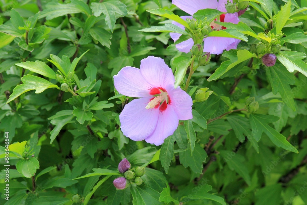 Pink Hibiscus syriacus flowers on branches with green leaves Pink Hibiscus syriacus flowers on branches with green leaves