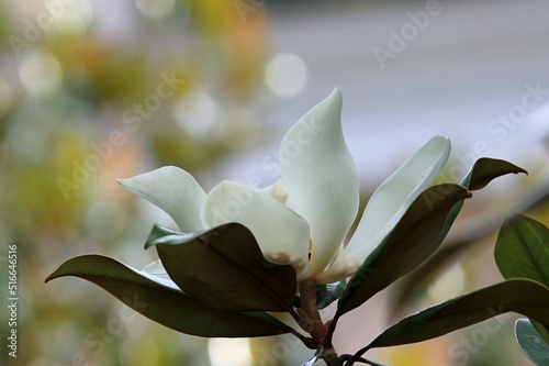 White Magnolia grandiflora flower close-up in summer in the park