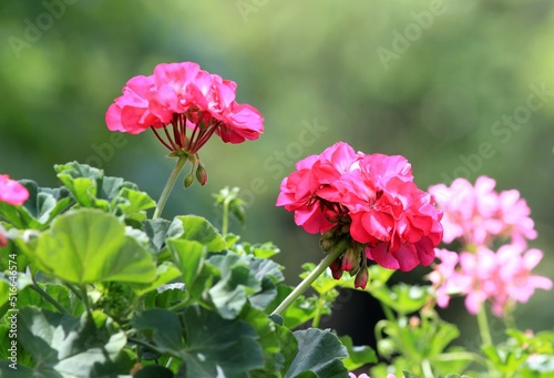 Pink geranium flowers in the park in summer photo
