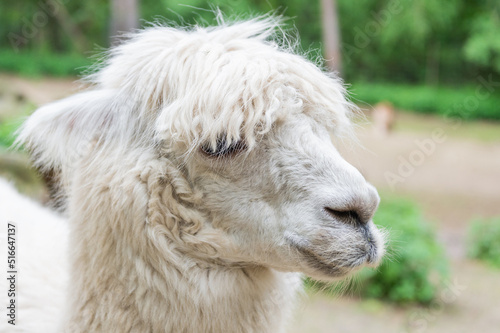 Muzzle of white lama glama lamoid animal outdoors