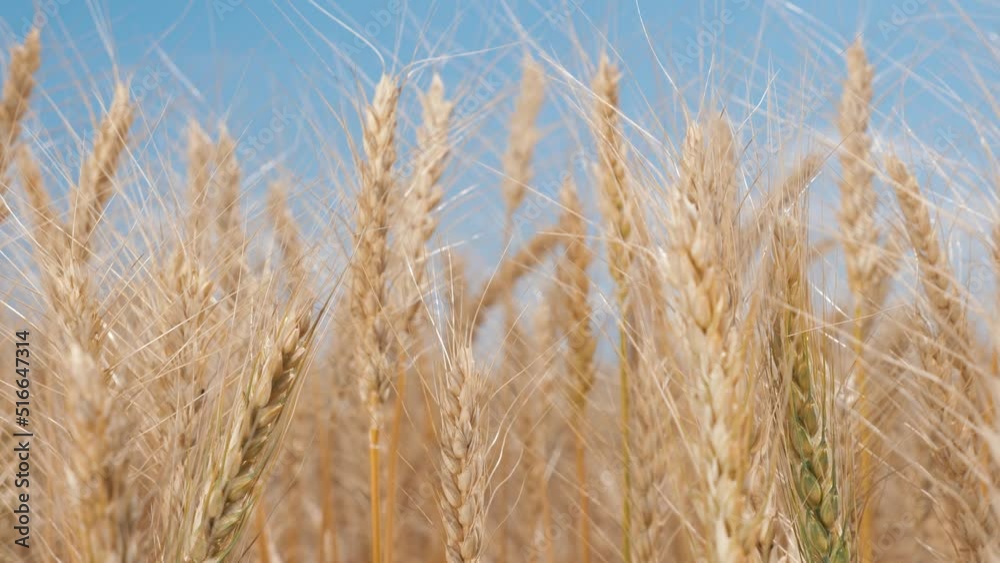 Farmer wheat field. Agriculture. Ears of golden wheat at sunset. Harvesting on fertile soil. Golden wheat field. Harvest on fertile soil. Wheat ears in sun. Farmer fertile field. Agriculture concept Farmer wheat field. Agriculture. Ears of golden wheat at sunset. Harvesting on fertile soil. Golden wheat field. Harvest on fertile soil. Wheat ears in sun. Farmer fertile field. Agriculture concept
