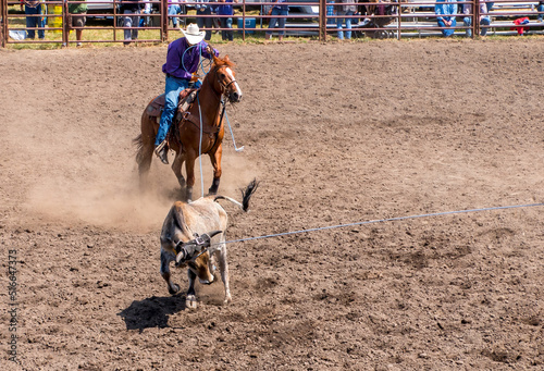 A Rodeo cowboy has roped the back legs of a calf. in a team roping completion. Another rope has been throw over the calf's horns. The arena is dirt.