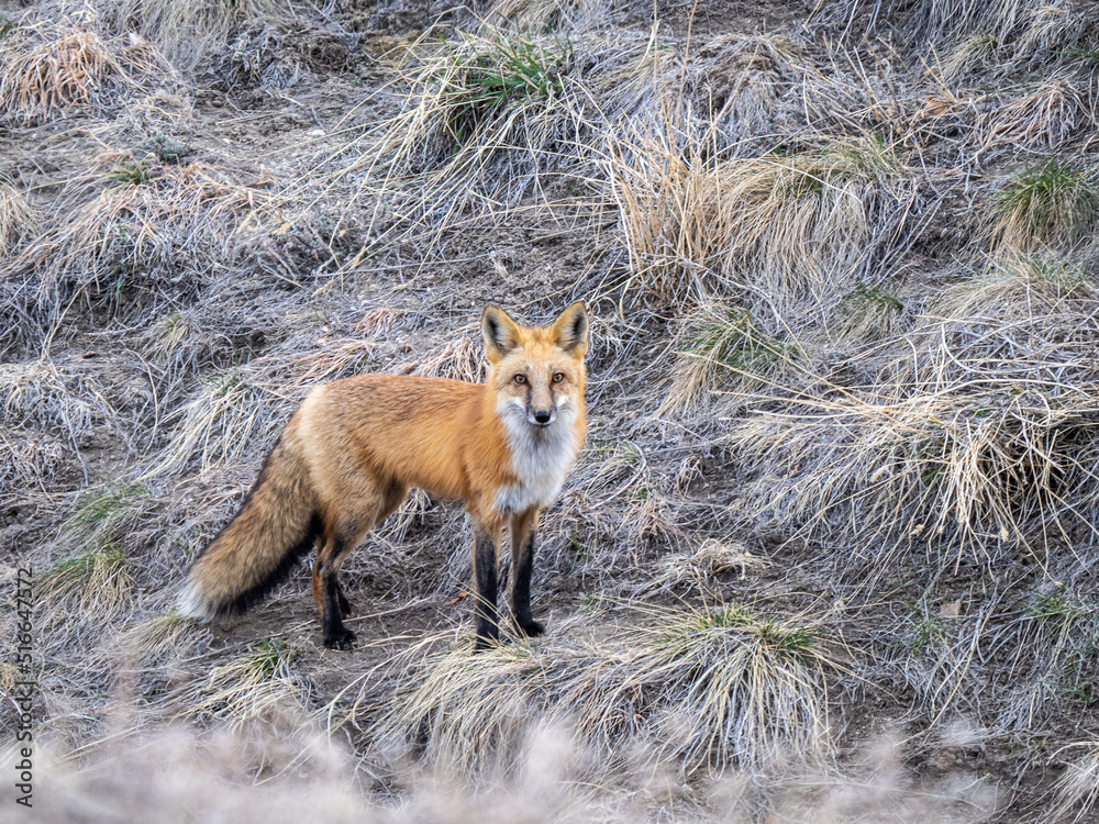 Fototapeta premium Red fox looking at the viewer