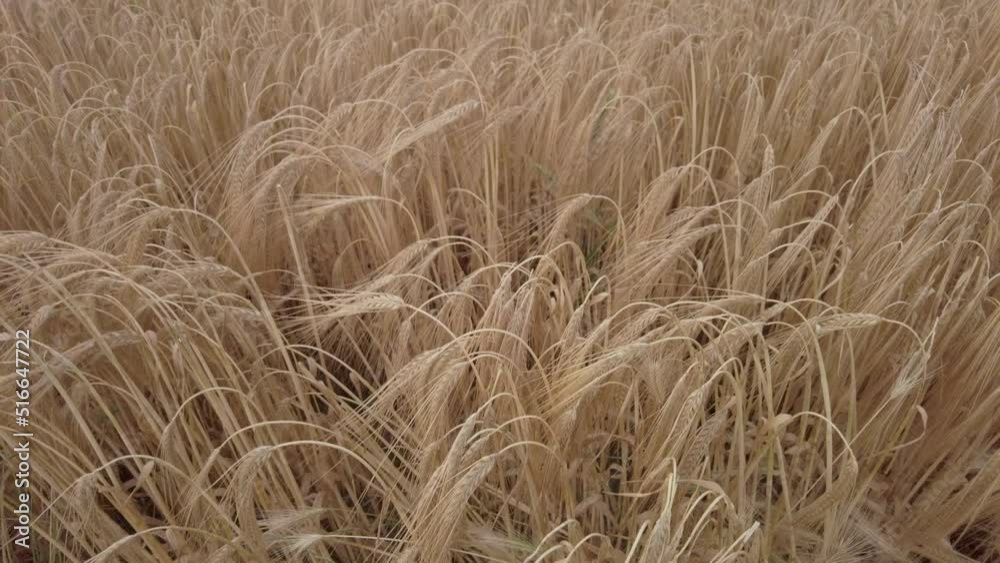 Reveal shot of barley field in the English countryside Reveal shot of barley field in the English countryside
