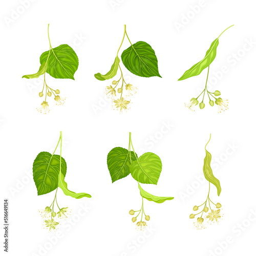 Twig of Linden or Tilia Cordata Blossom with Small Yellow Flower Clusters Vector Set