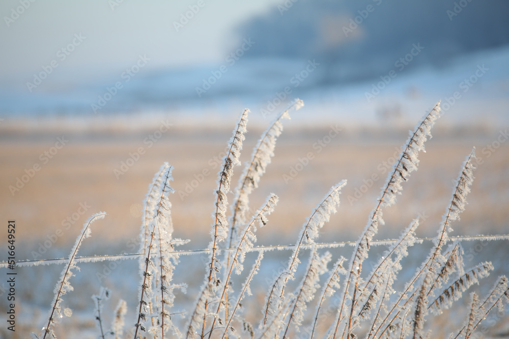 Fototapeta premium Frosty weeds beside a barbed wire fence in the snowy winter