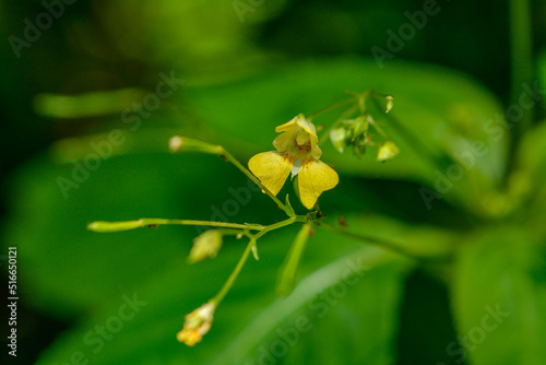 Small Balsam, Impatiens parviflora .