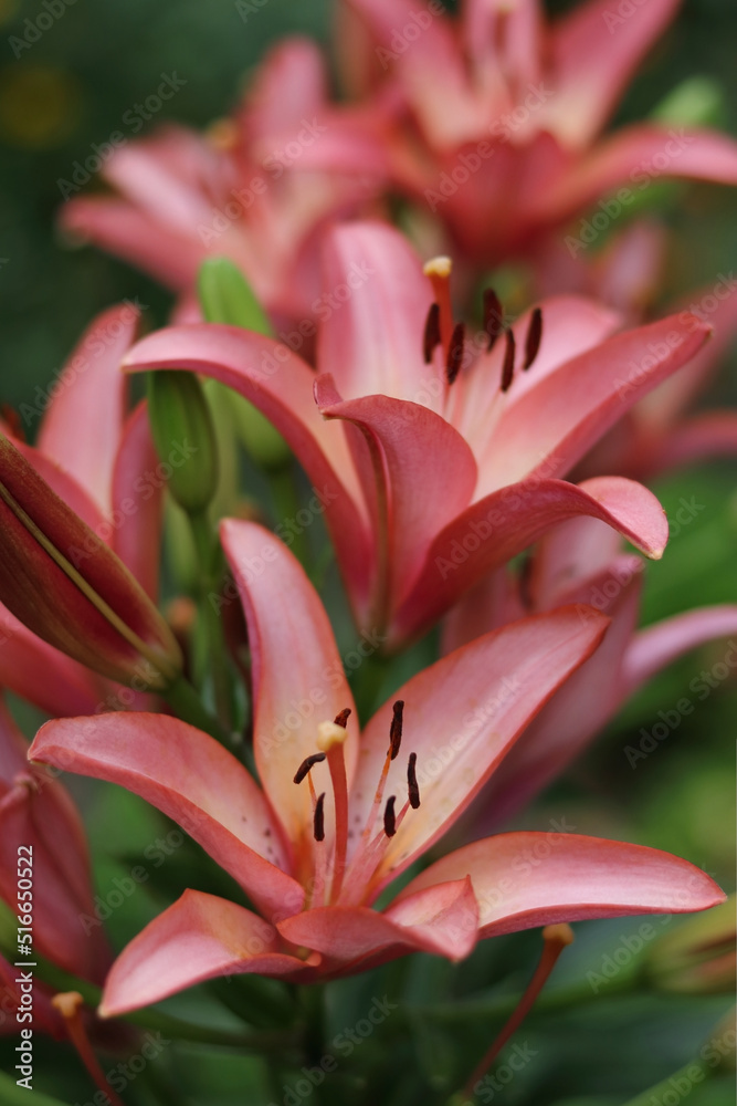 Bouquet of large Lilies. Lilium belonging to the Liliaceae. Blooming  tender Lily flower. Pink Stargazer Lily flowers background. Closeup of stargazer lilies and green foliage. Summer. Valentines day.