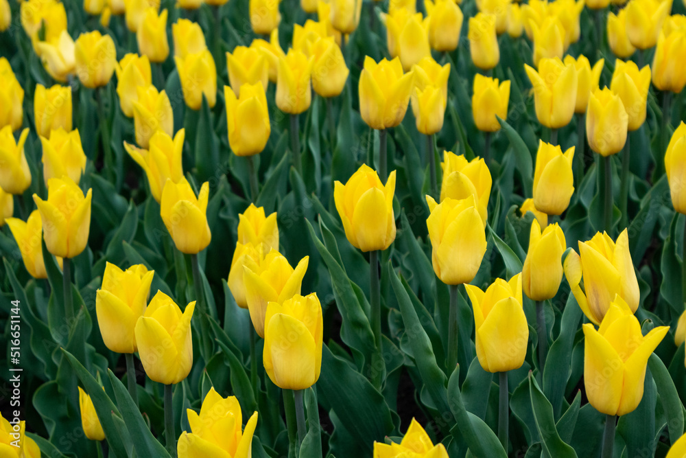 Yellow tulips with vivid green leaves, flowers field close-up with blurred background. Vibrant botany blooming in spring Yellow tulips with vivid green leaves, flowers field close-up with blurred background. Vibrant botany blooming in spring