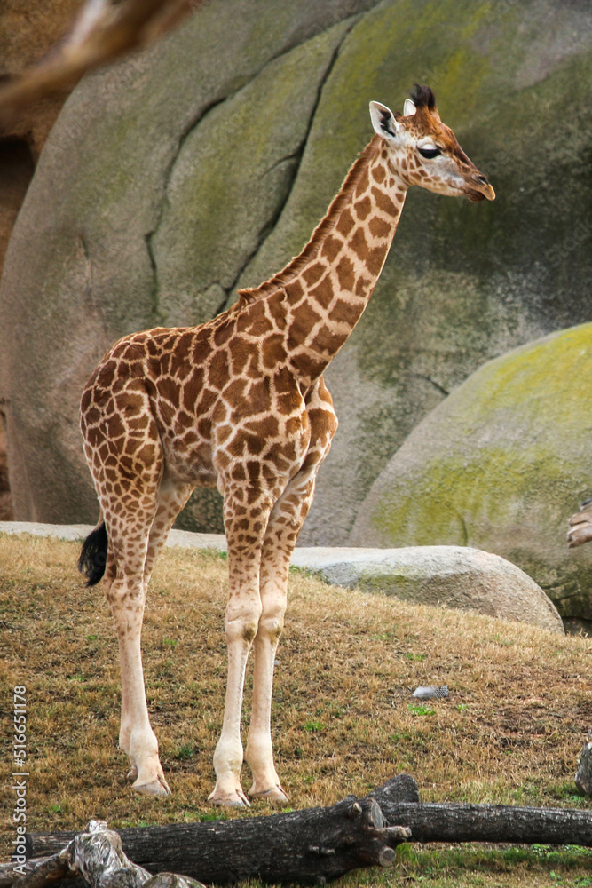 Obraz premium Small giraffe standing alone